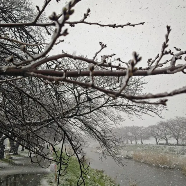 今日は朝から雪となってしまいました。雨から雪に変わったと思っていたらあっという間に視界が真っ白に・・。気温が上がったり下がったり忙しい天気ですね😅

午後からは天気も回復するようですが足元が悪くなりますので外出される方はお気をつけ下さいm(_ _)m

#介護保険外サービス
#朝霞市
#新座市
#志木市
#埼玉
#雪
#桜開花
#散歩
#外出