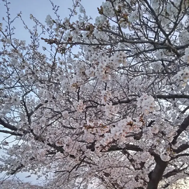 今週は天気も悪く花散らしの雨が続いていましたが、黒目川沿いの桜は綺麗に咲いていました！菜の花とのコラボレーションも素敵です✨

黒目川の桜並木には花見をしている人、散歩・ランニングをしている人、写真を撮っている人など多くの人が訪れていました。それぞれの楽しみ方があって良いですよね！

#介護保険外サービス
#朝霞市
#新座市
#志木市
#埼玉県
#黒目川
#桜
#花見
#外出